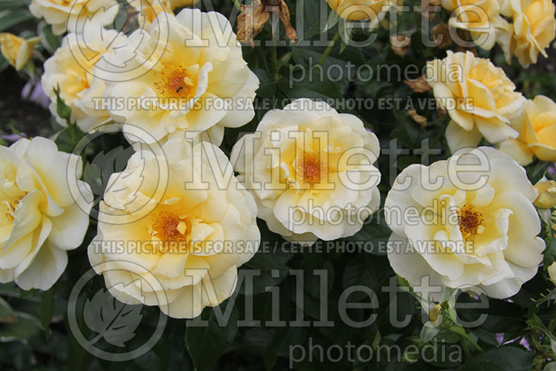 Rosa Sunshine Daydream or Meikanaro (Grandiflora Rose) 1  