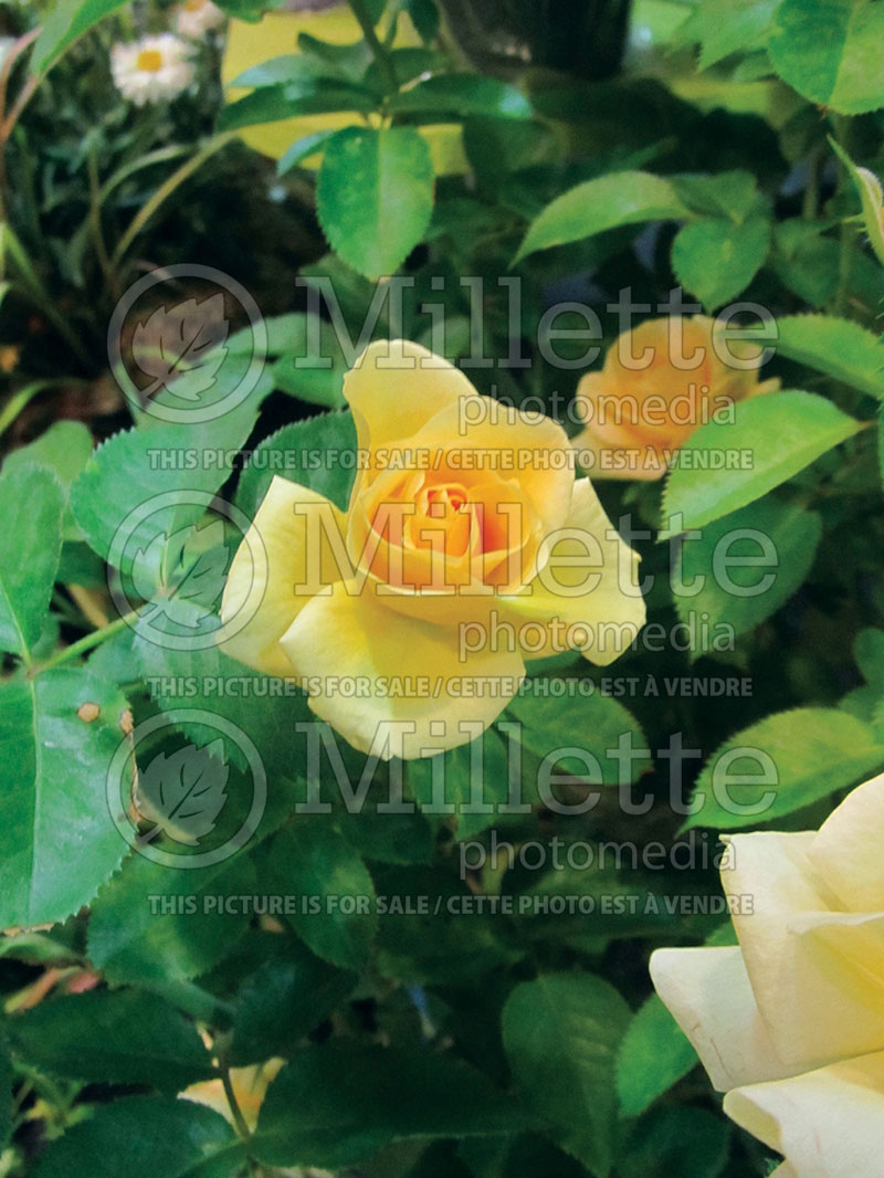 Rosa Sunshine Daydream or Meikanaro (Grandiflora Rose) 6  