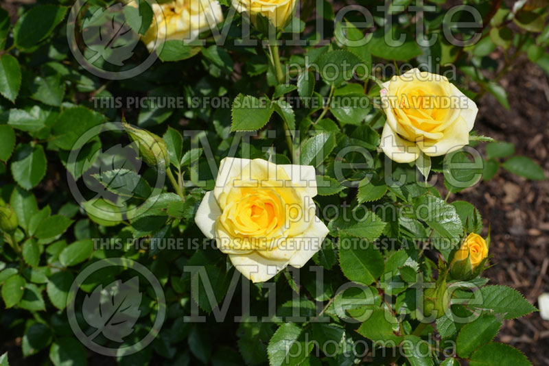 Rosa Sun Sprinkles (Shrub Rose) 1 