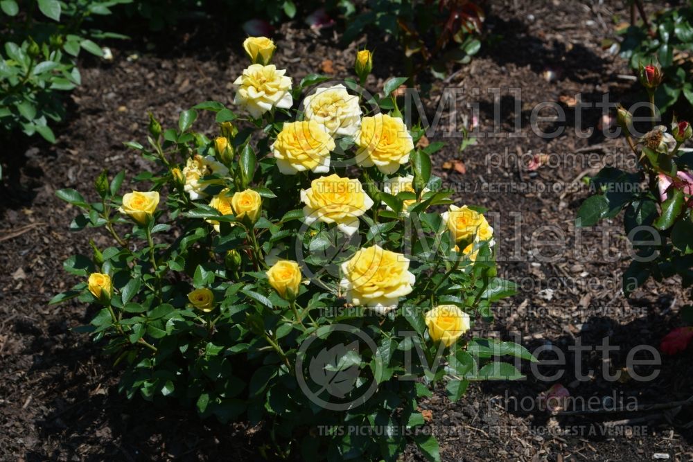 Rosa Sun Sprinkles (Shrub Rose) 2 