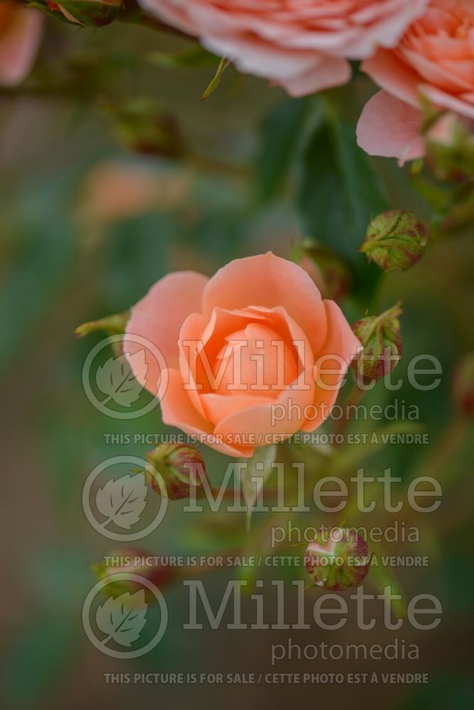 Rosa Sweet Dreams (rose) 3 