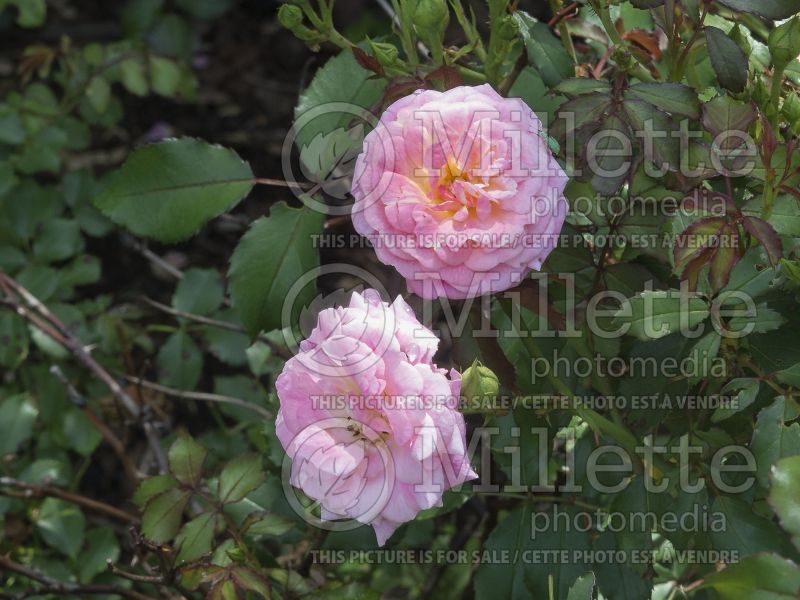 Rosa Sweet Drift (Ground cover Rose) 1 