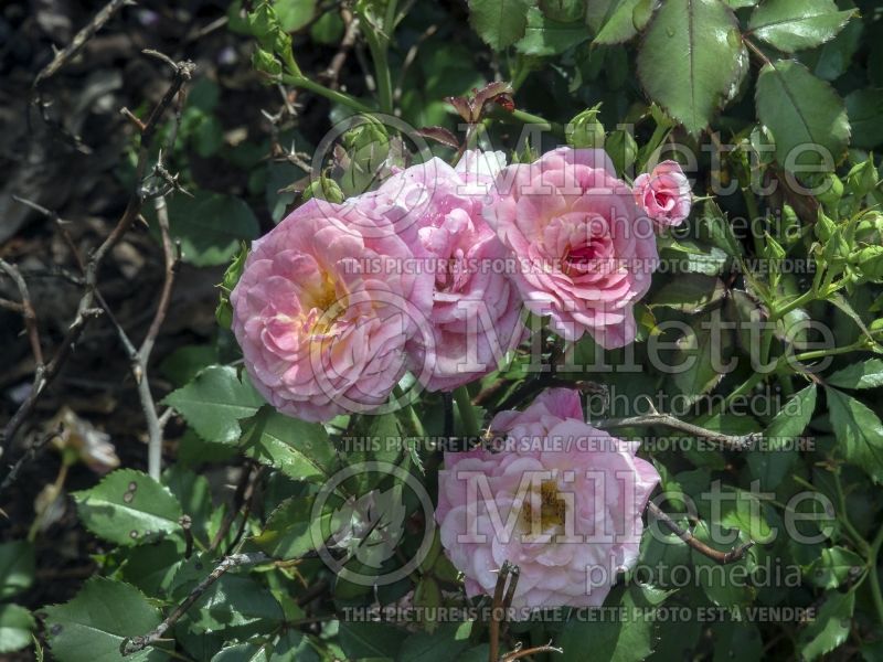 Rosa Sweet Drift (Ground cover Rose) 3 