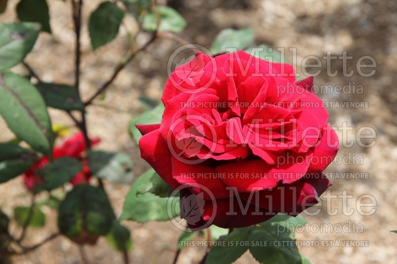 Rosa Taboo or Weltabu (hybrid tea rose) 1 