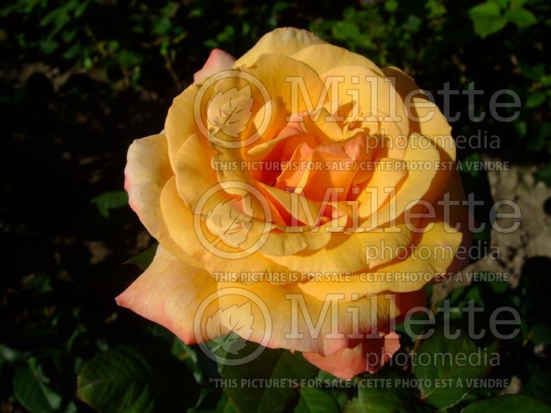 Rosa Tahitian Sunset (hybrid tea Rose) 2  