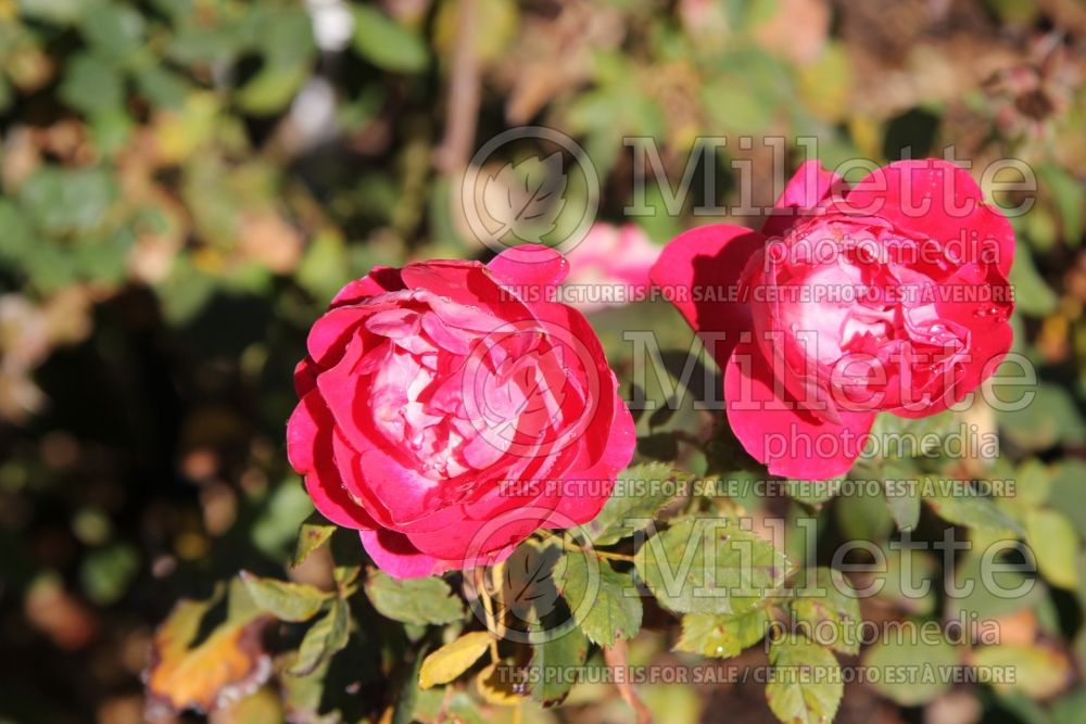 Rosa Take it Easy (floribunda Rose) 2