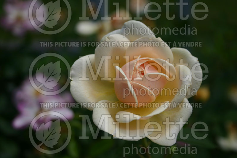 Rosa Teasing Georgia aka ausbaker (Shrub Rose)  3