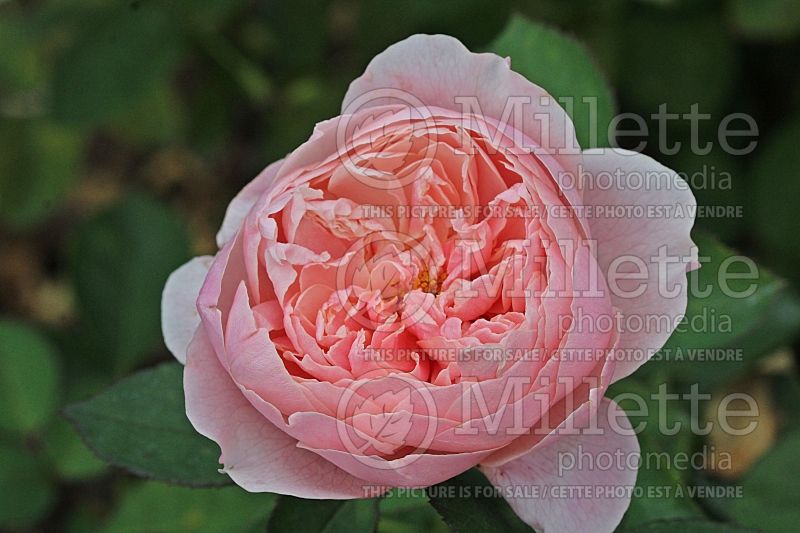 Rosa The Alnwick Rose aka Ausgrab (Shrub Rose) 1 