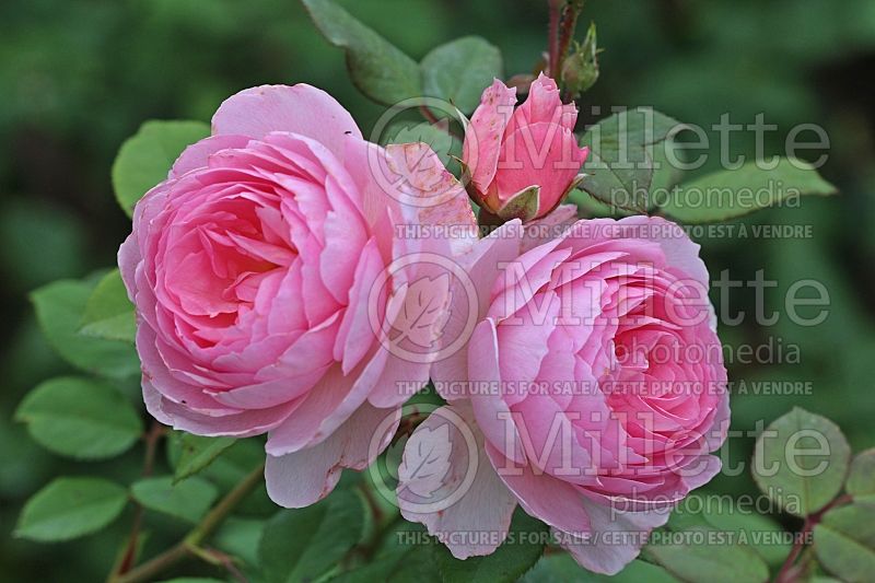 Rosa The Ancient Mariner (Shrub Rose) 2  