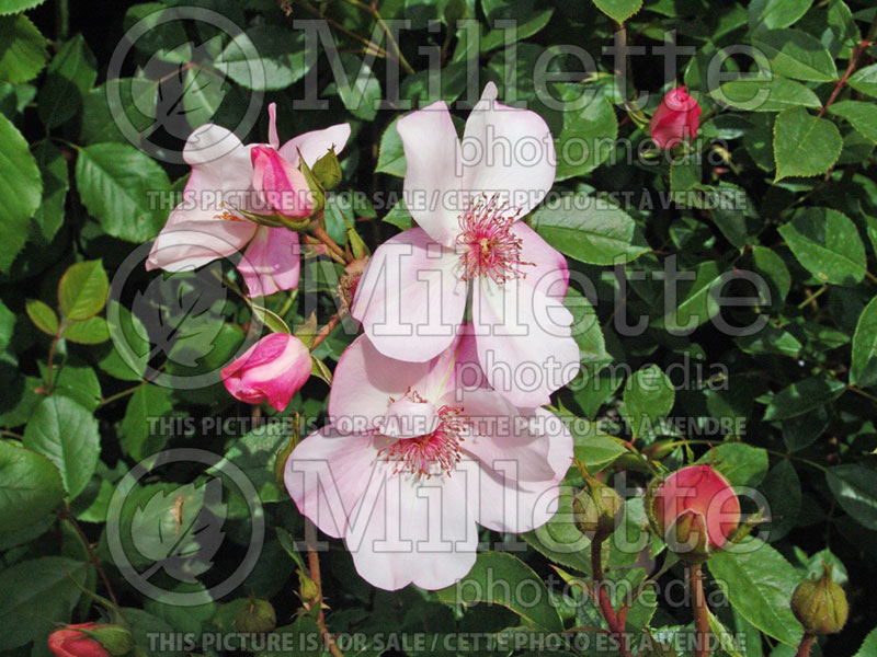 Rosa The Charlatan (Shrub or climbing Rose)  3 