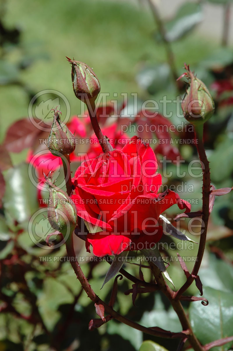 Rosa Timeless (Hybrid Tea Rose) 3 