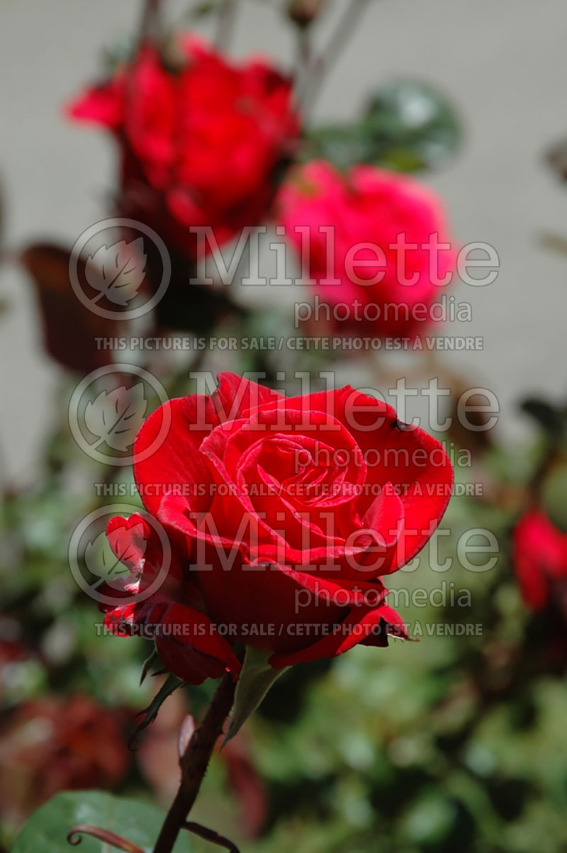 Rosa Timeless (Hybrid Tea Rose) 4 