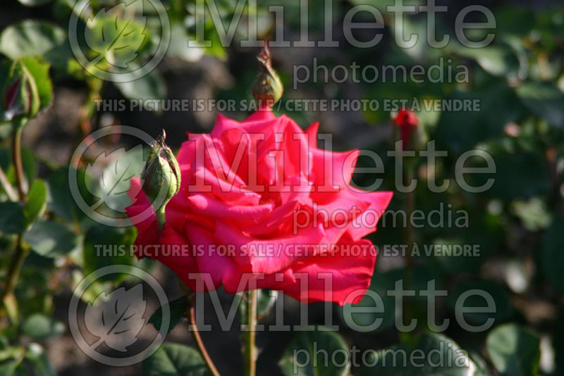 Rosa Timeless (Hybrid Tea Rose) 2 