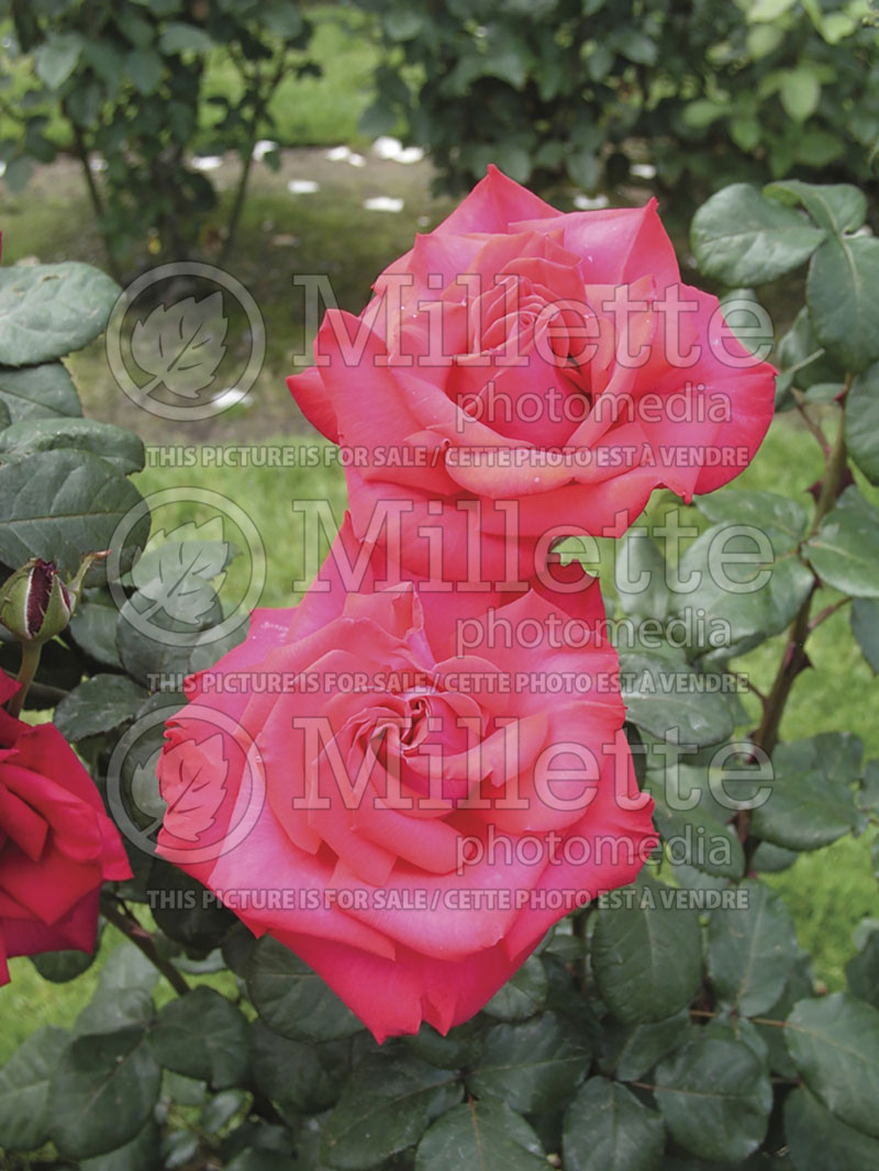 Rosa Timeless (Hybrid Tea Rose) 1 