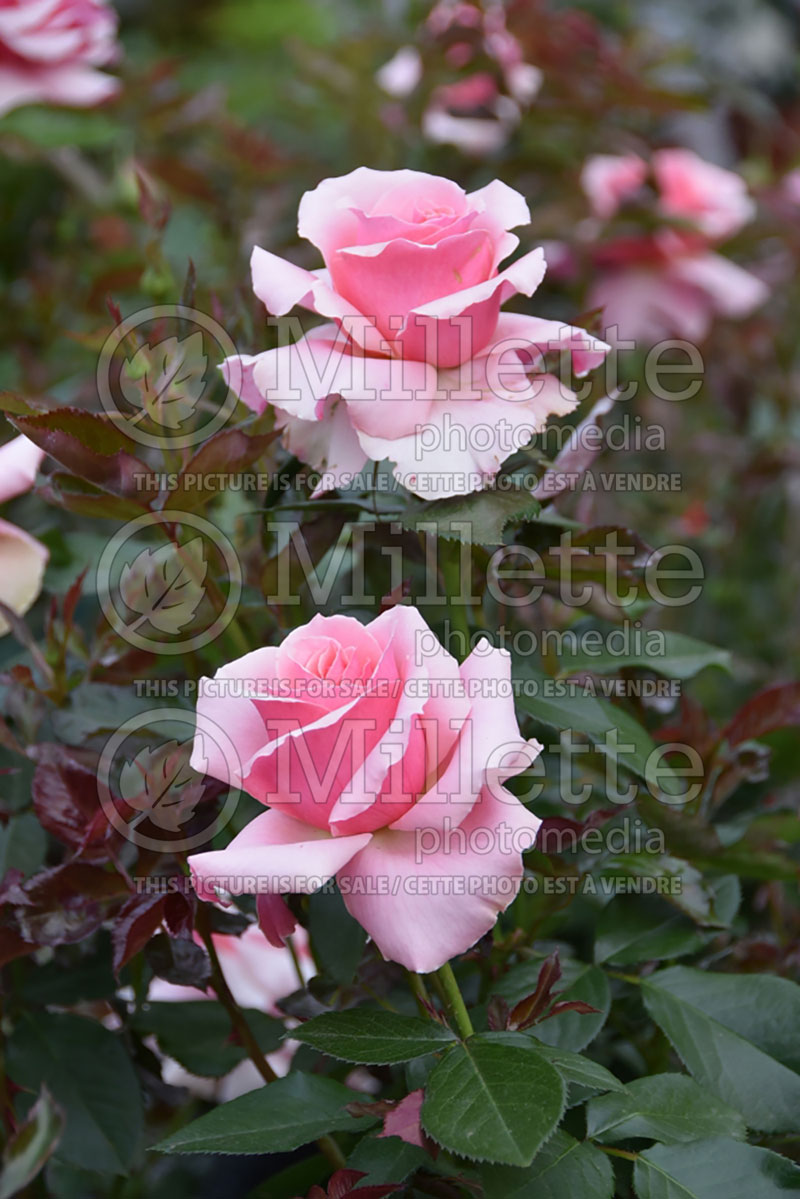 Rosa Tournament of Roses (Floribunda Rose) 1 