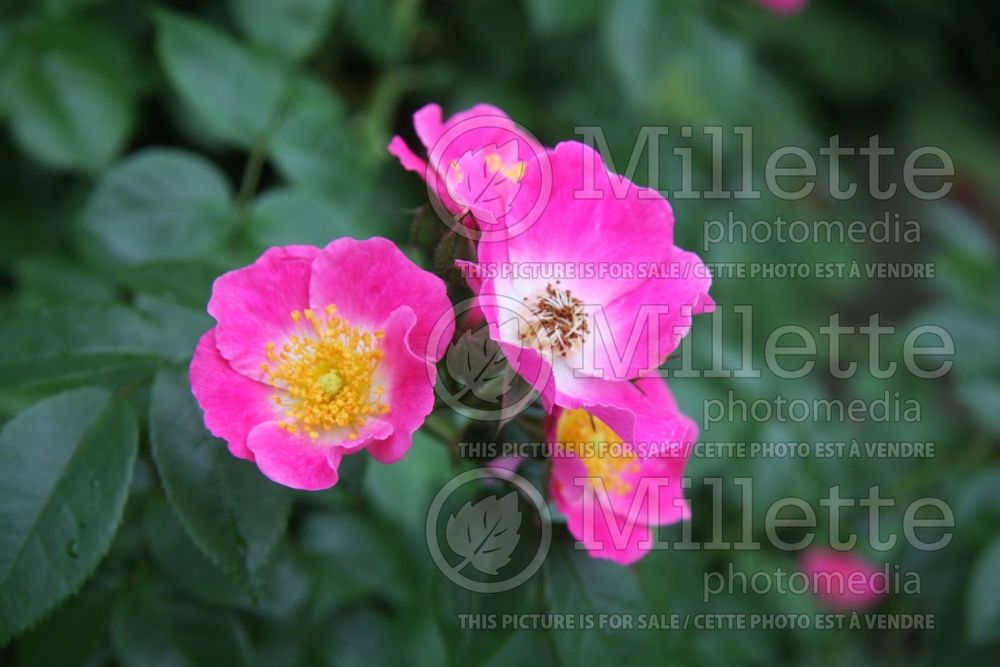 Rosa Trier Rambler (Shrub Rose) 1