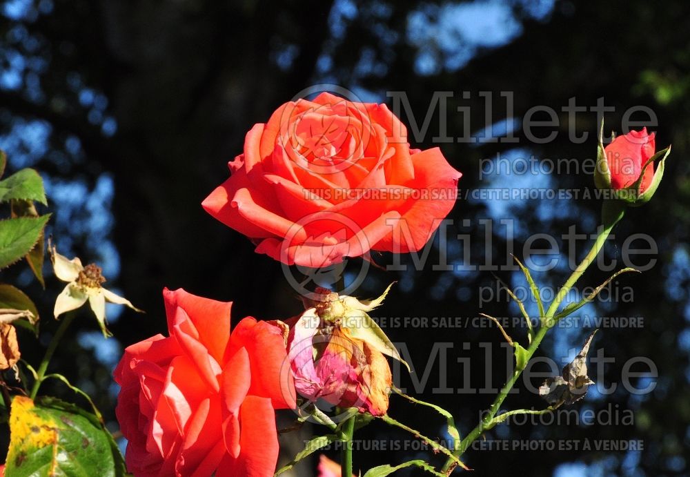 Rosa Tropicana aka Tanor Star aka Super Star (Hybrid Tea Rose) 4 