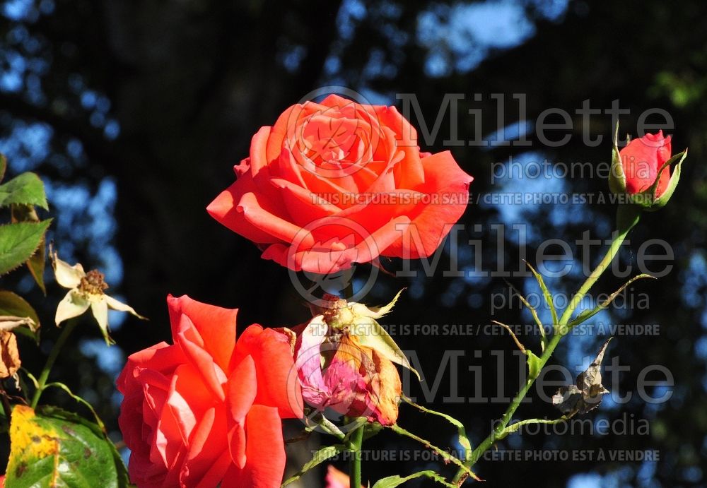 Rosa Ruby Ruby (Patio rose) 1 