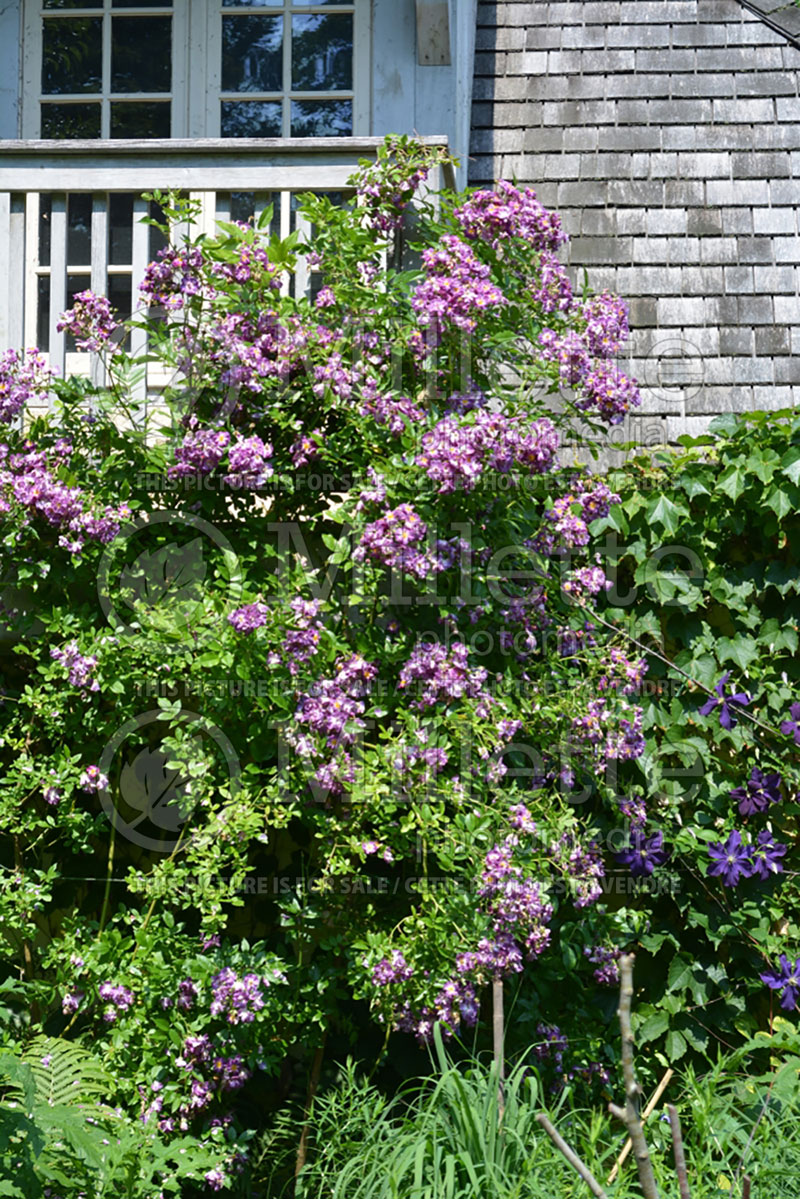 Rosa Veilchenblau (Climbing Rose) 1 