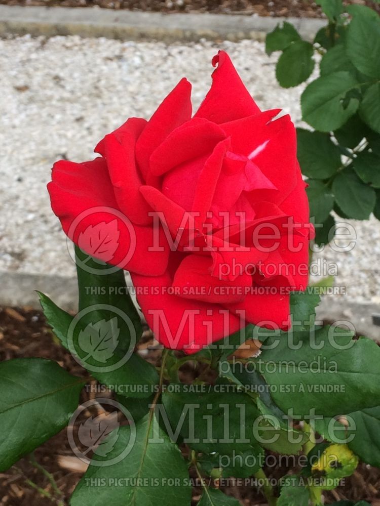 Rosa Veterans' Honor (Hybrid Tea Rose) 1 