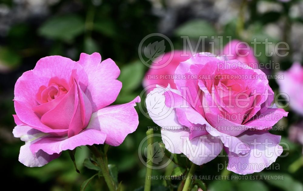 Rosa Violet's Pride (Grandiflora Rose) 3  