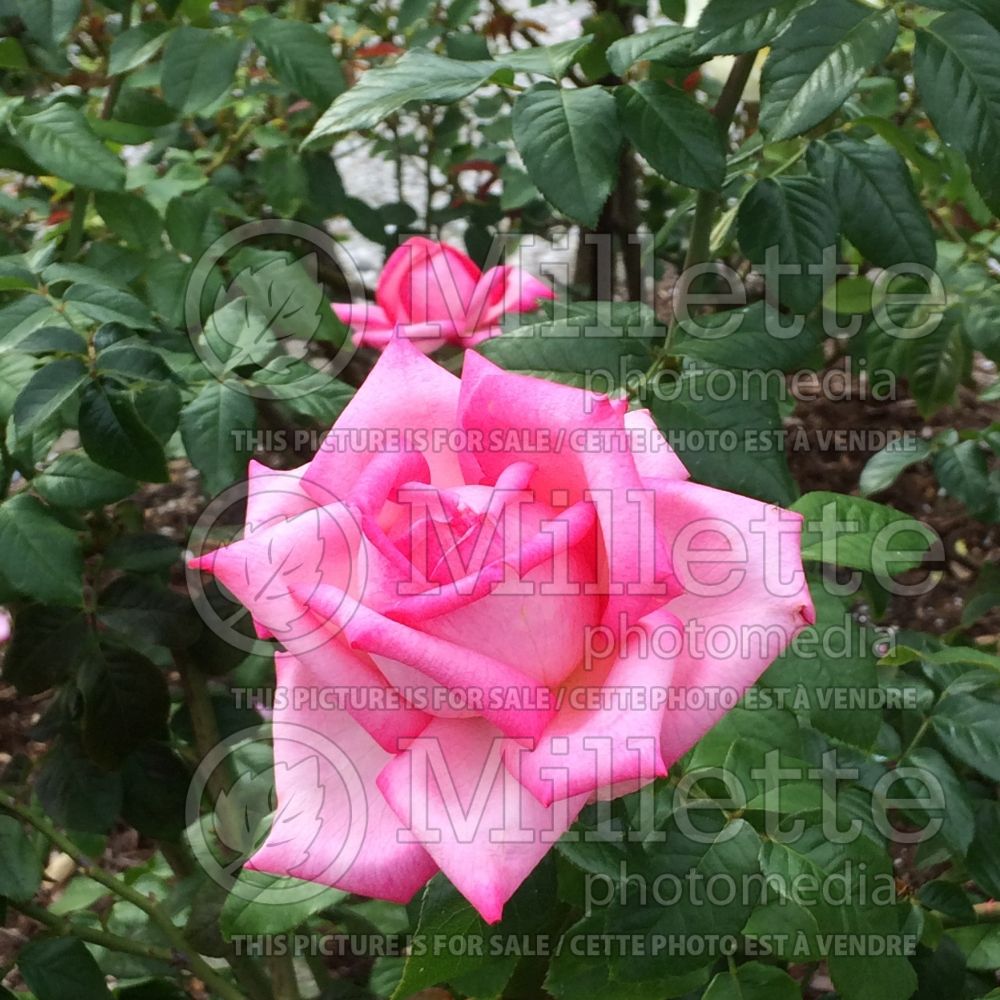 Rosa Wedding Bells (Hybrid tea Rose) 1 