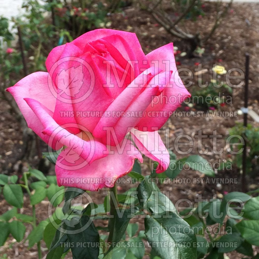 Rosa Wedding Bells (Hybrid tea Rose) 2 