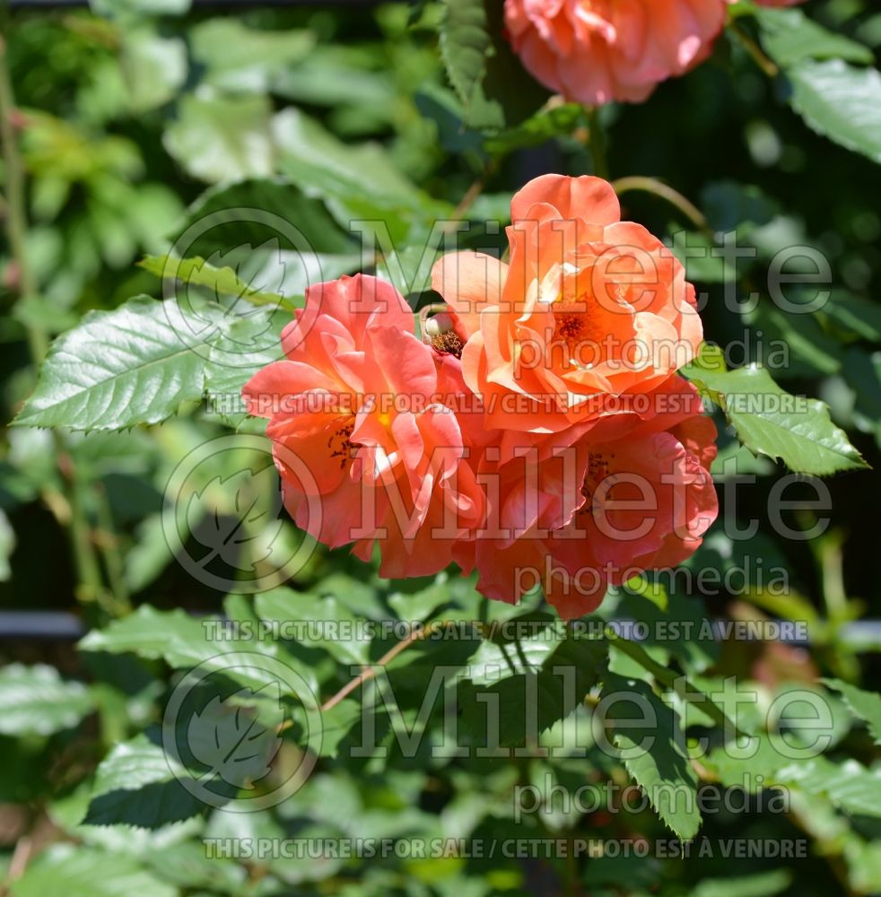 Rosa Westerland (Climbing Rose) 3 