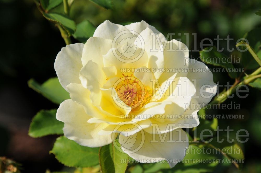 Rosa White Licorice (Floribunda Rose) 1 