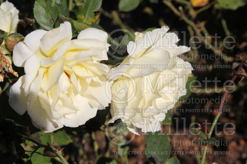 Rosa White Licorice (Floribunda Rose) 4 