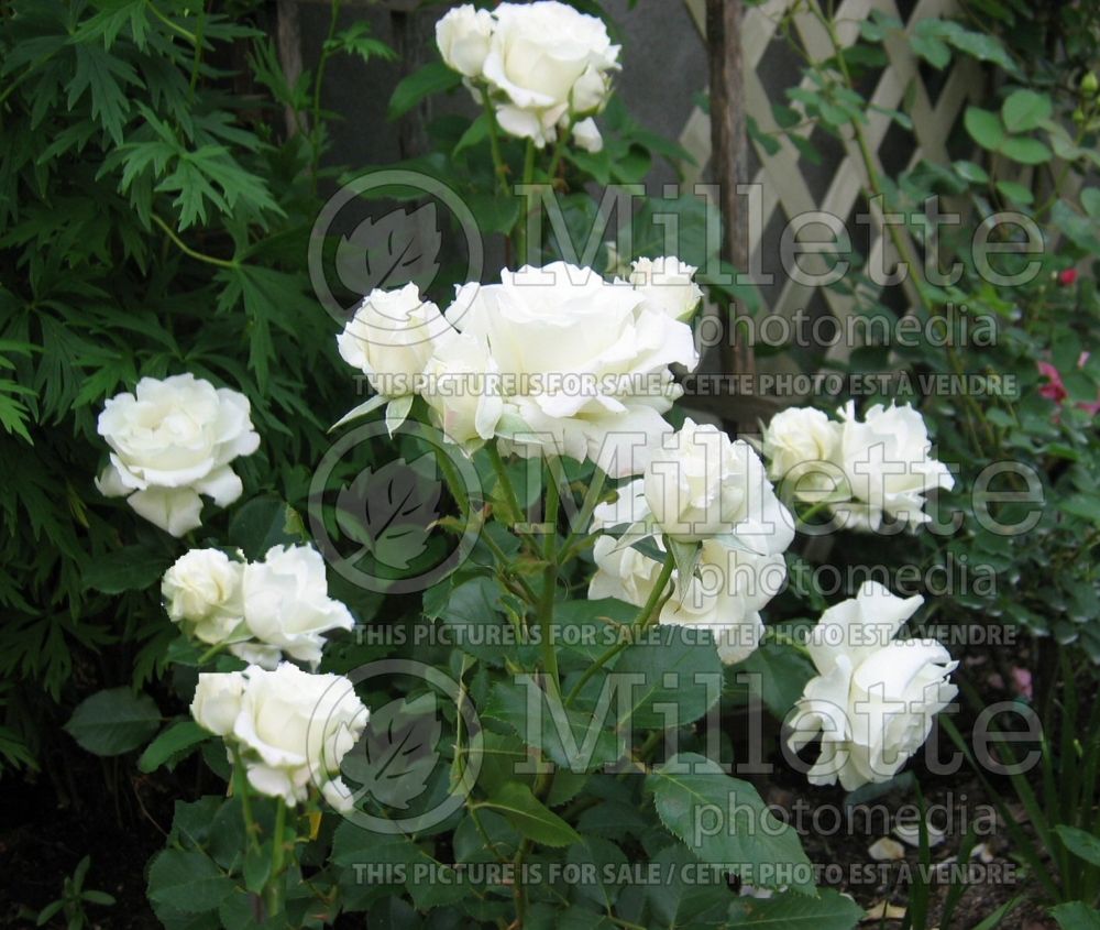 Rosa White Lightning (Grandiflora Rose) 2 