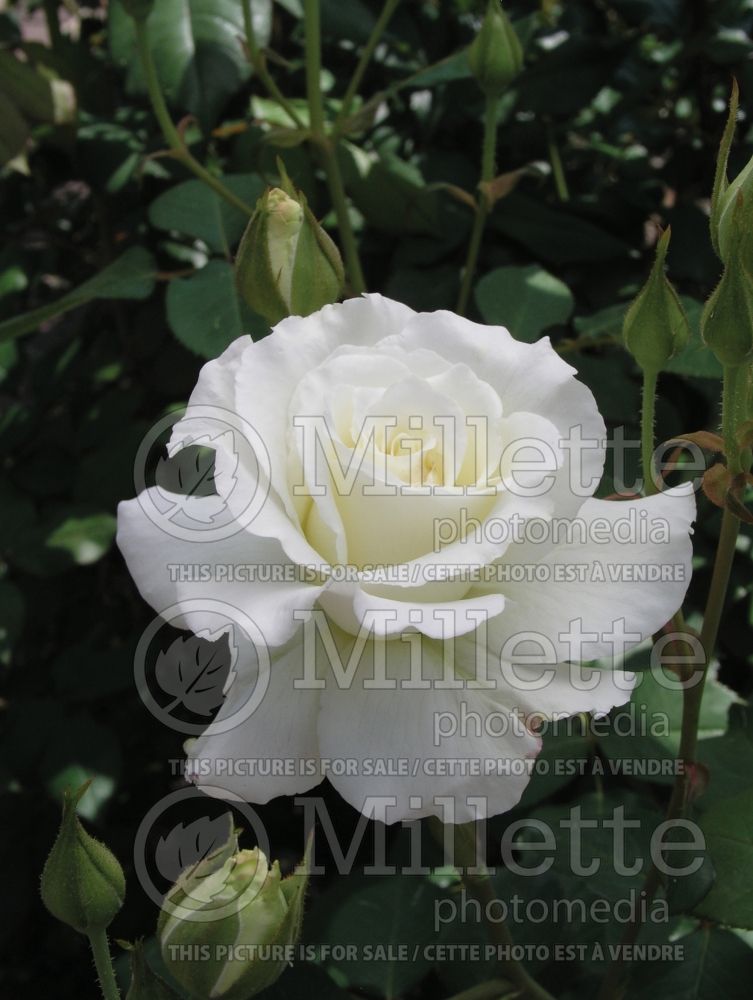 Rosa White Lightning (Grandiflora Rose) 1 