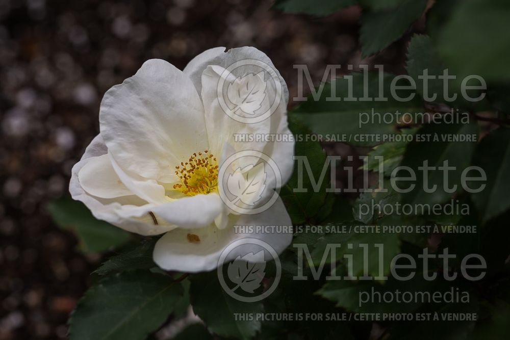 Rosa White Out (Shrub Rose) 2   