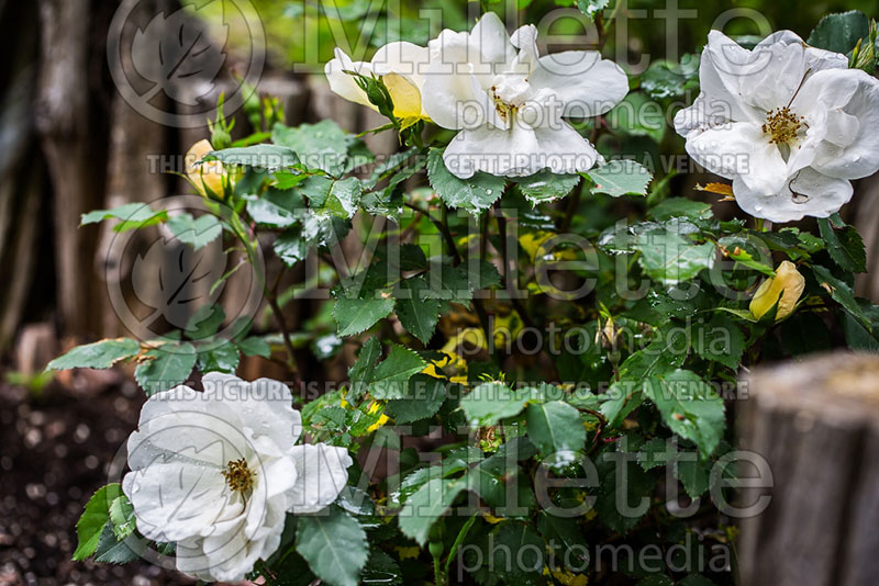 Rosa White Out (Shrub Rose) 4   