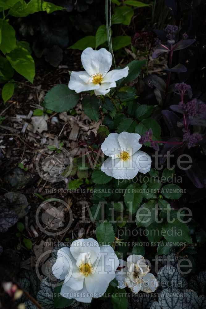 Rosa White Out (Shrub Rose) 9   
