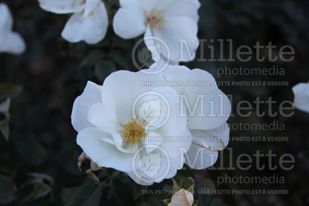 Rosa White Out (Shrub Rose) 8   