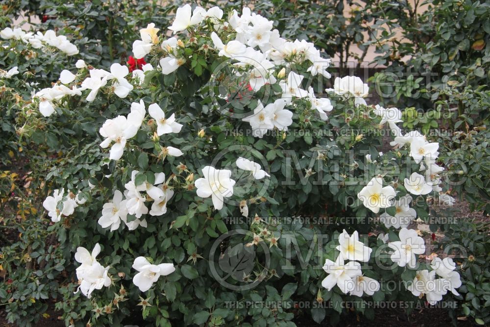 Rosa White Out (Shrub Rose) 6   