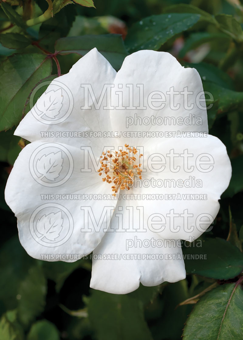 Rosa White Out (Shrub Rose) 1   