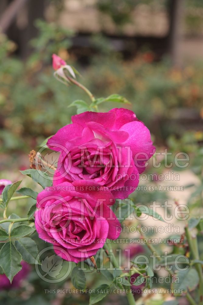 Rosa Wild Blue Yonder (Shrub Rose) 2 