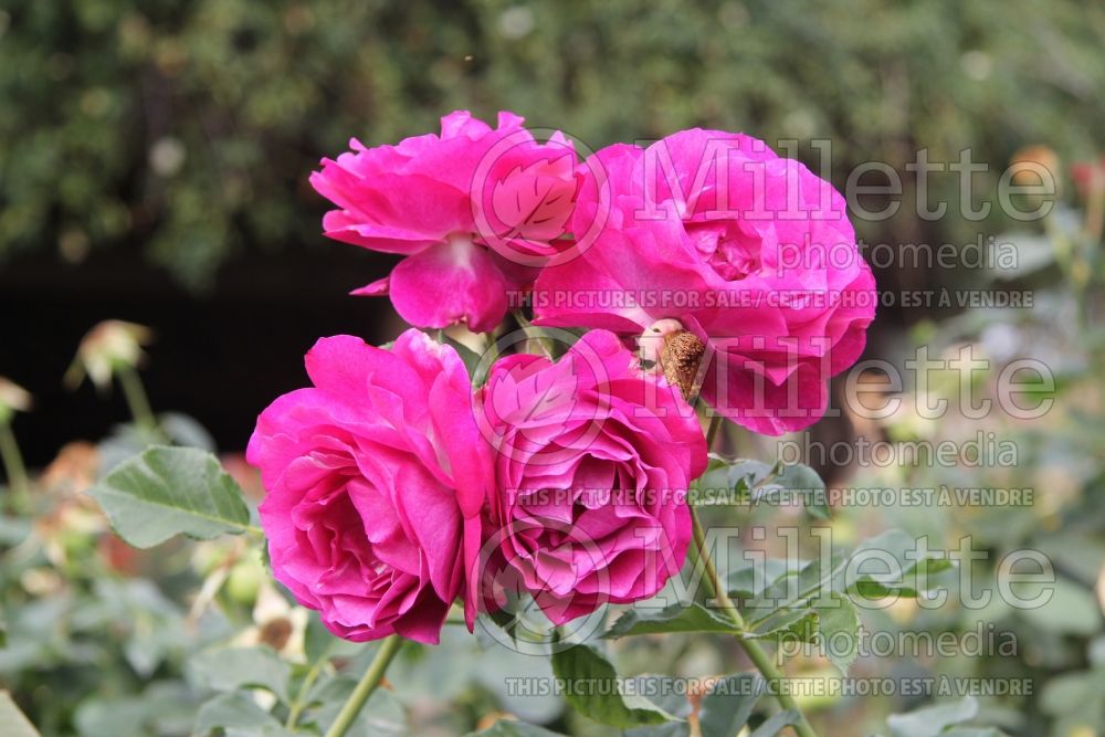 Rosa Wild Blue Yonder (Shrub Rose) 3 