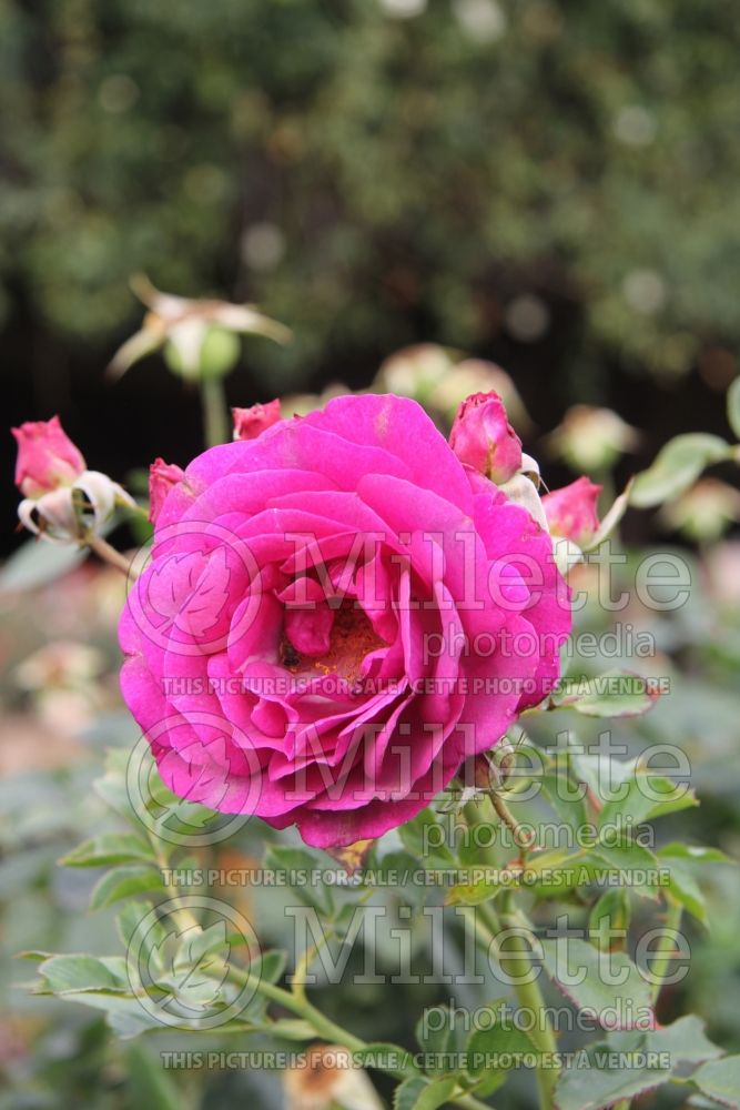 Rosa Wild Blue Yonder (Shrub Rose) 1 