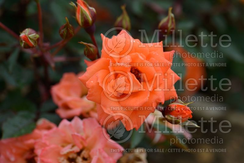 Rosa Wildfire (Tea hybrid Rose) 1 