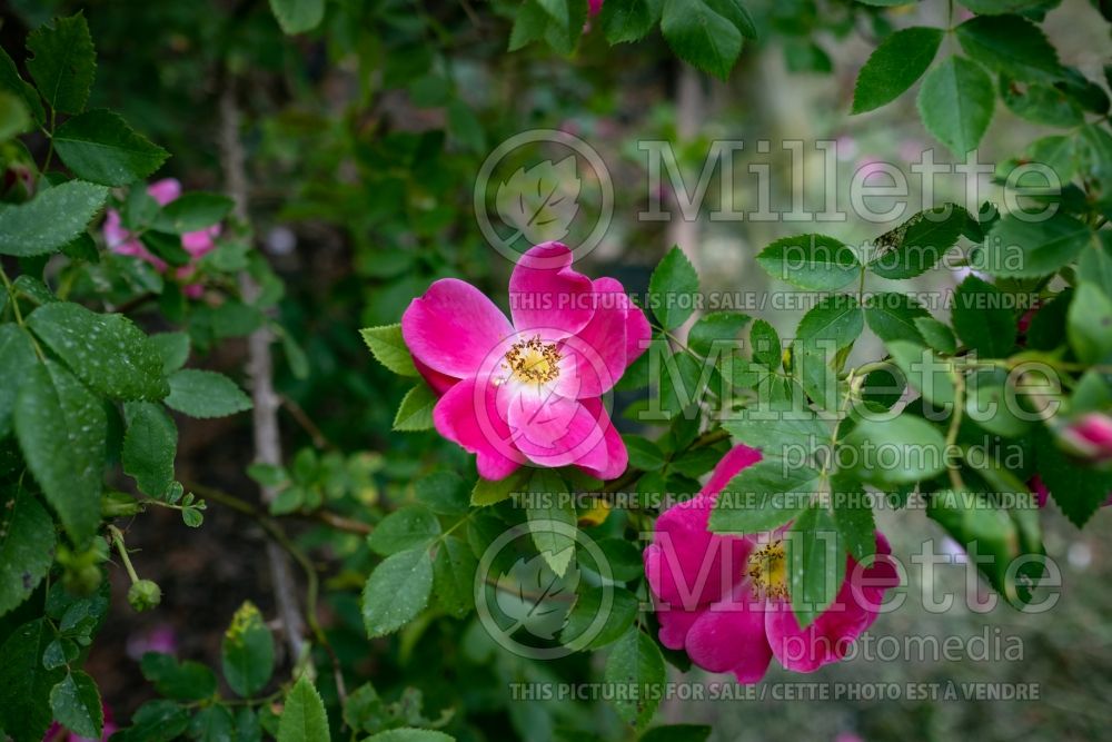 Rosa William Baffin (Shrub Rose) 7