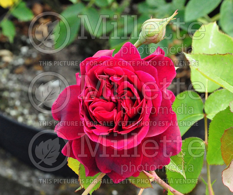 Rosa William Shakespeare or AUSromeo (Shrub Rose) 1