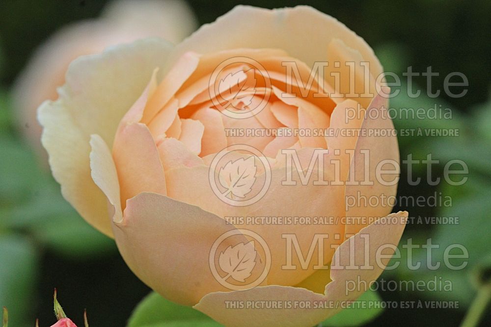 Rosa Wollerton Old Hall ou Ausblanket (Climbing Rose)   2