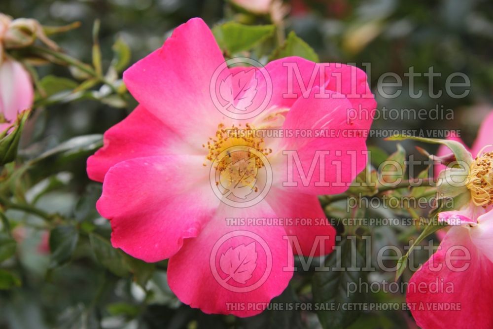 Rosa Yabba Dabba Doo (Shrub Rose) 1 