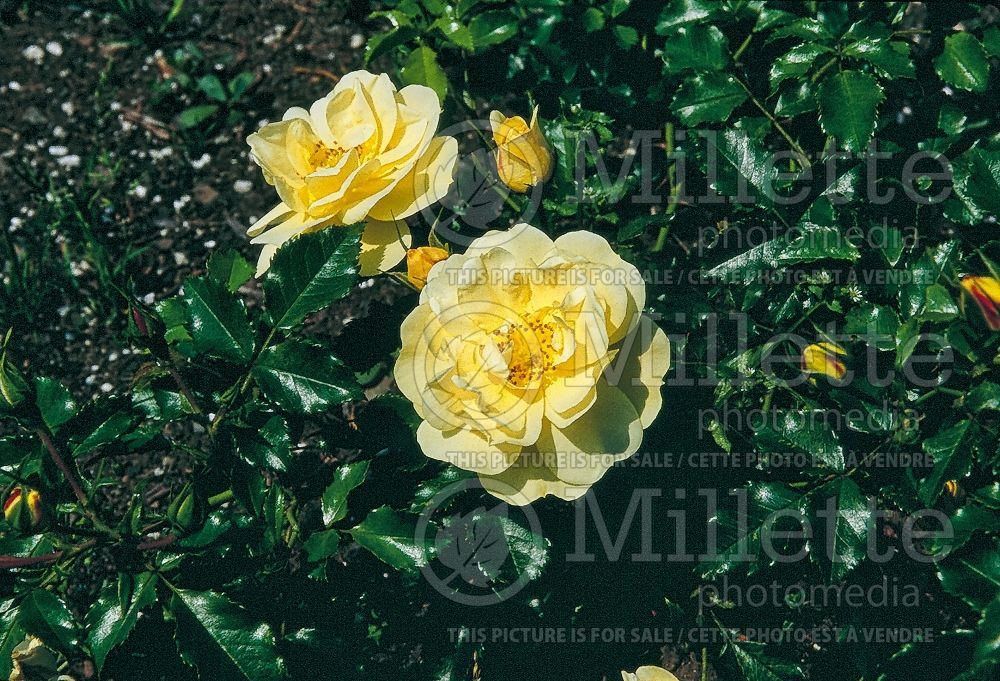 Rosa Flower Carpet Yellow (Ground cover Rose) 3