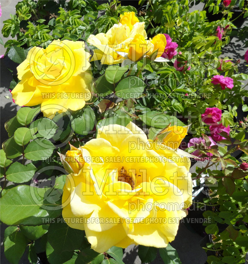 Rosa Yellow Jacket (Shrub Rose) 2 