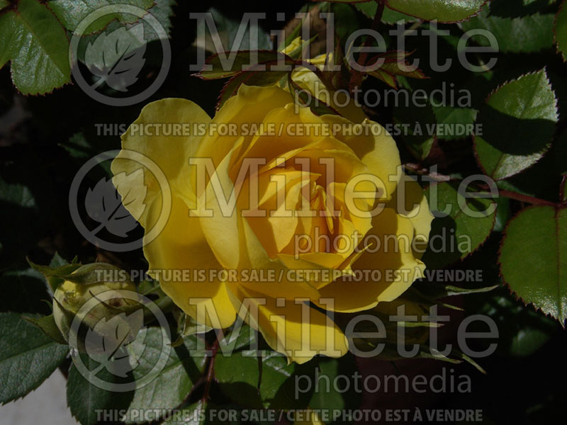 Rosa Yellow Sunblaze (Miniature Rose) 1