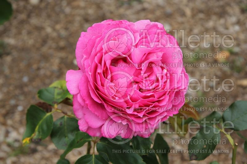 Rosa Yves Piaget (Hybrid tea  Rose) 1